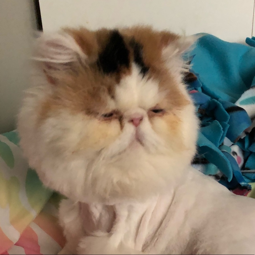 Meet your Posher, Reagan